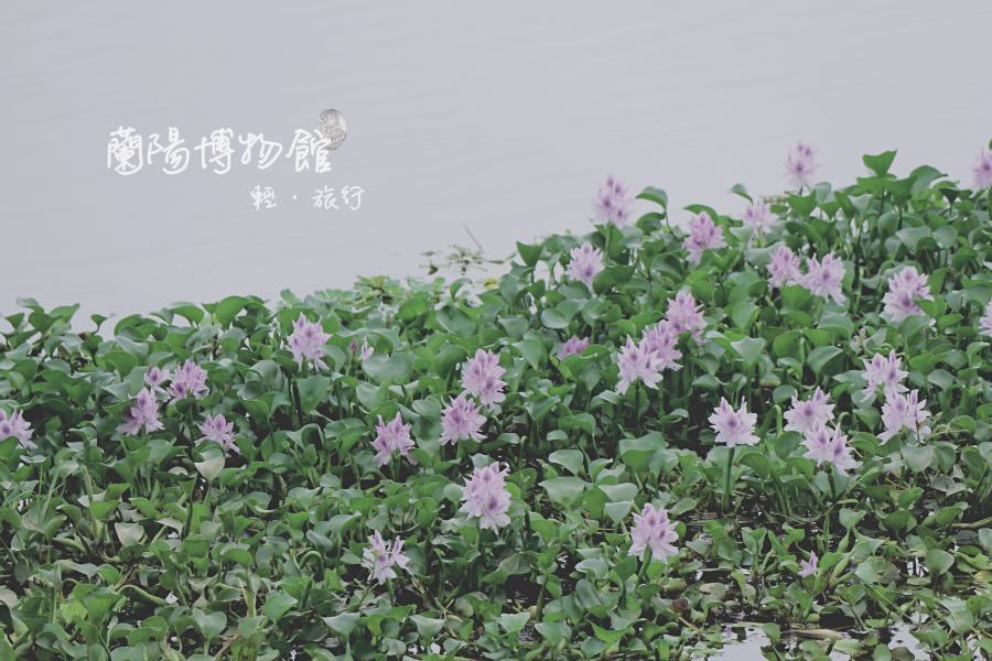 湖面上開滿了紫花