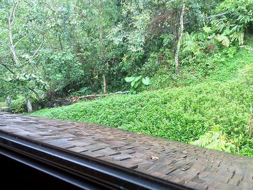 窗外望出去便是一片綠意。